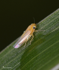 Cicadulina bipunctata