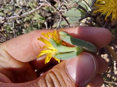 Malephora lutea