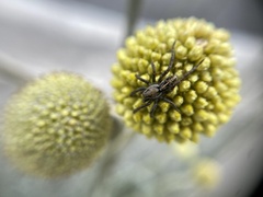 Artoriopsis