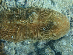 Ctenactis