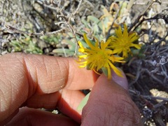Malephora lutea