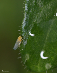 Cicadulina bipunctata