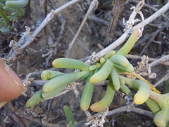 Malephora lutea