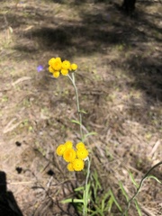 Chrysocephalum apiculatum
