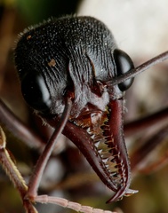 Myrmecia pyriformis