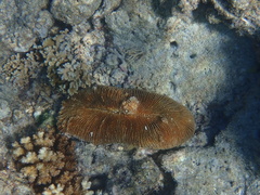 Ctenactis