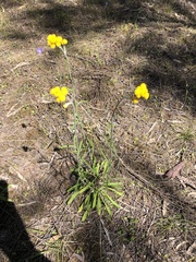 Chrysocephalum apiculatum