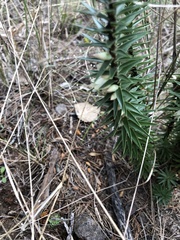 Melichrus urceolatus