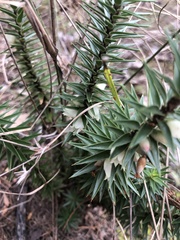 Melichrus urceolatus