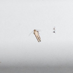 Tineola bisselliella