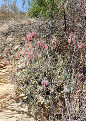 Cotyledon orbiculata