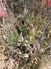 Cotyledon orbiculata