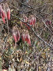 Cotyledon orbiculata