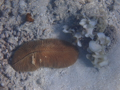 Ctenactis echinata