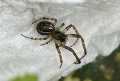 Zygiella x-notata
