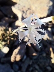 Dianthus klokovii