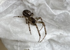 Zygiella x-notata