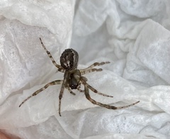 Zygiella x-notata