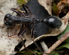 Myrmecia pyriformis