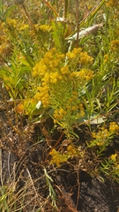 Galatella biflora