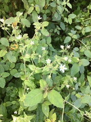 Stellaria pubera