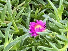 Carpobrotus rossii