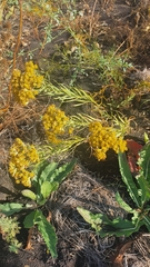 Galatella biflora