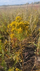 Galatella biflora