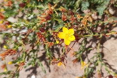 Hypericum triquetrifolium