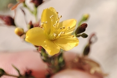 Hypericum triquetrifolium