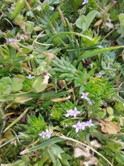 Sherardia arvensis