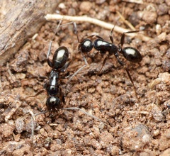 Melophorus