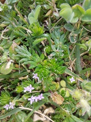 Sherardia arvensis