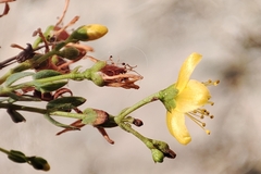 Hypericum triquetrifolium