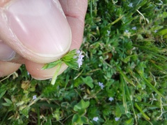 Sherardia arvensis