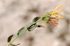 Hypericum triquetrifolium