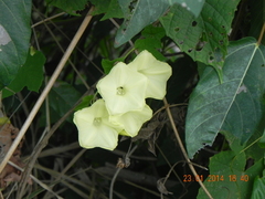 Camonea vitifolia