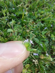 Sherardia arvensis