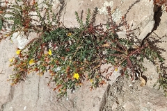 Hypericum triquetrifolium