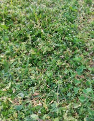Sherardia arvensis