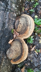 Fomitopsis pinicola