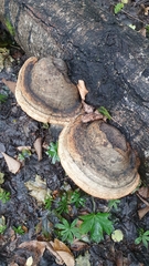 Fomitopsis pinicola