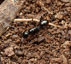 Melophorus