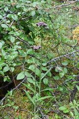 Saussurea parviflora