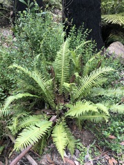 Blechnum