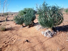 Gethyllis grandiflora