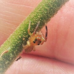 Prostheclina pallida