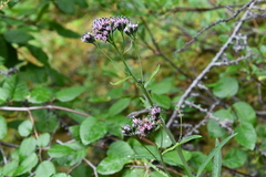 Saussurea parviflora