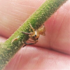 Prostheclina pallida