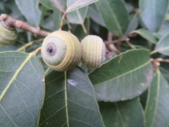 Quercus glauca